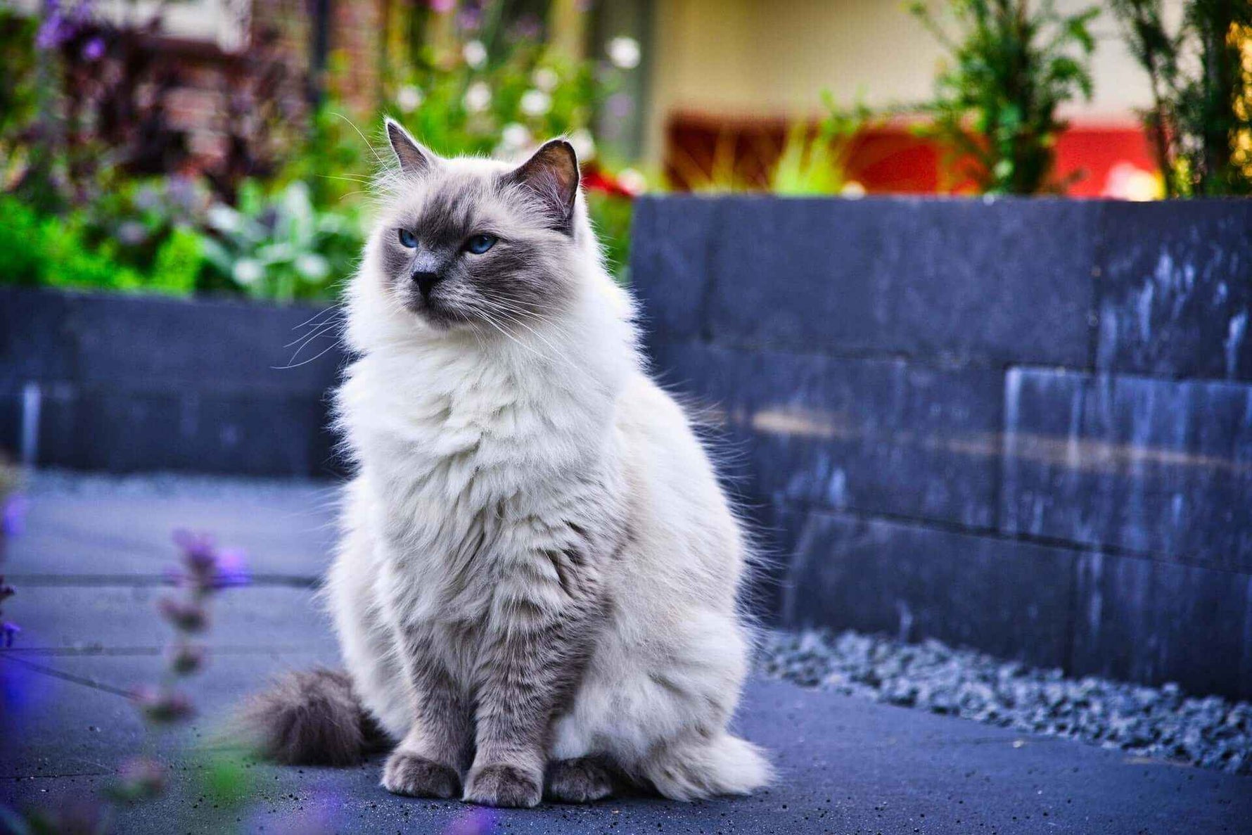 🐱 El sobrepeso en los gatos: cómo detectarlo y soluciones efectivas - Tienda Gatos