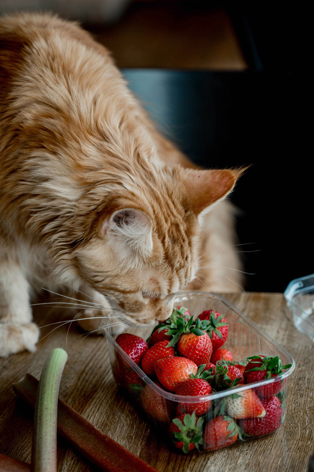 🐾🍇 Frutas Tóxicas para Gatos: Lo que Nunca Deberías Dejar al Alcance de tu Felino - Tienda Gatos