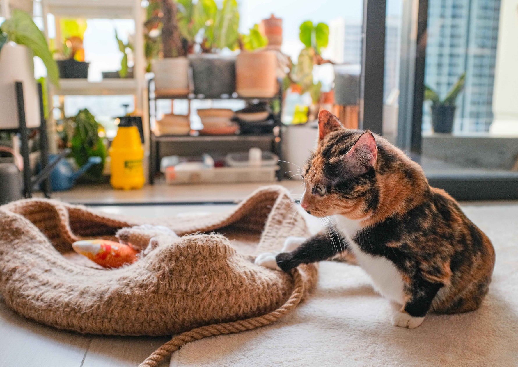 🐾 La ansiedad en los gatos: cómo detectarla y soluciones efectivas - Tienda Gatos