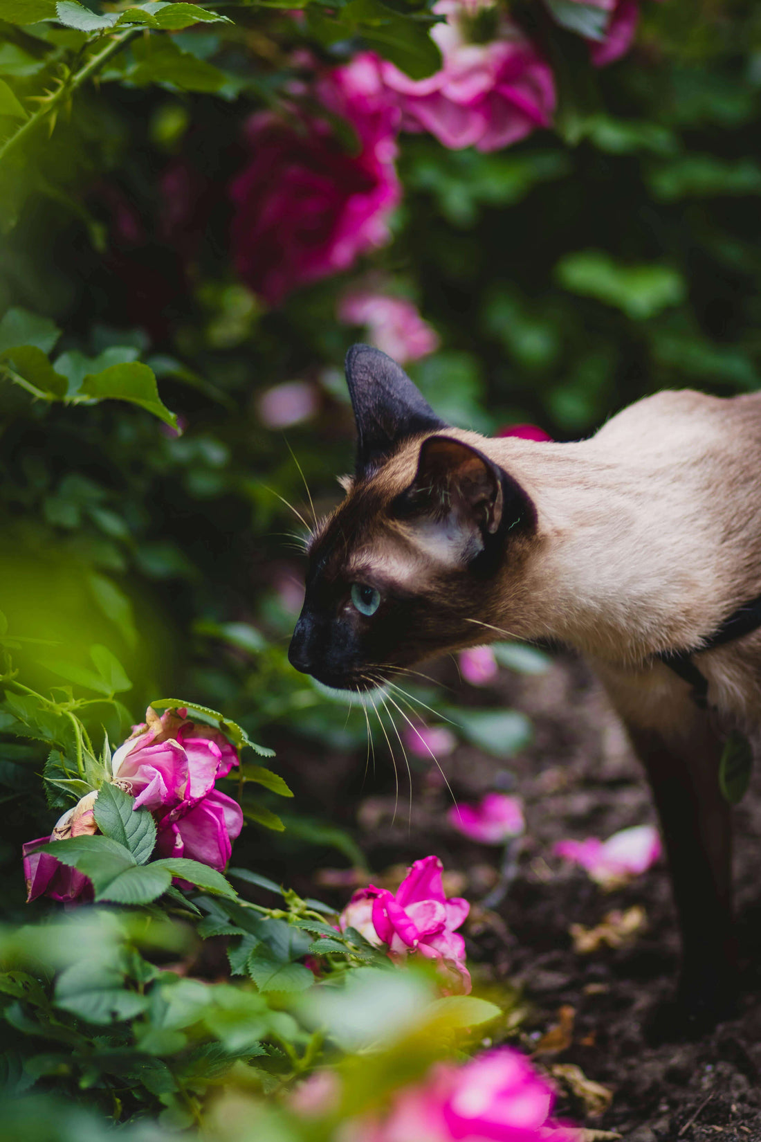 🐱🌿 Plantas Tóxicas para Gatos: Cuáles Evitar y Cómo Proteger a tu Mascota - Tienda Gatos