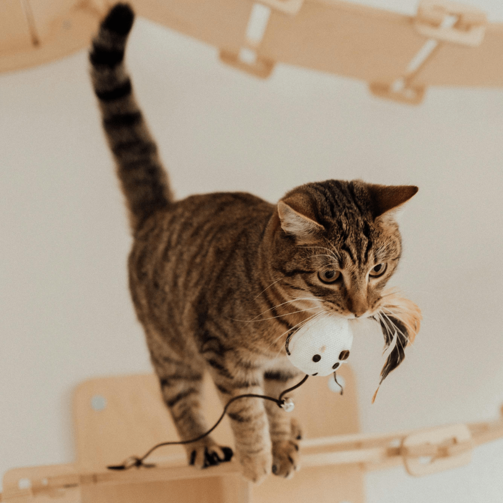 Porque comprar un rascador para gatos ? - Tienda Gatos