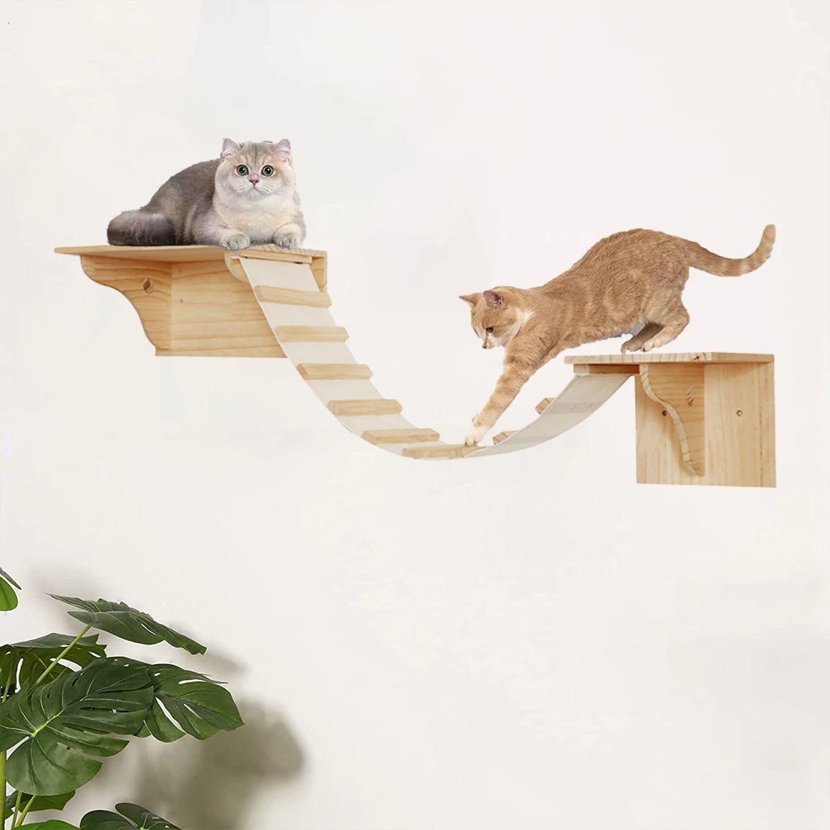 Skywalk Duo - Colección Vertical Horizons - Tienda Gatos