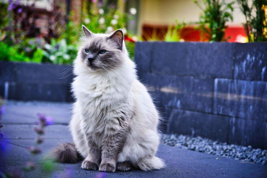 🐱 El sobrepeso en los gatos: cómo detectarlo y soluciones efectivas - Tienda Gatos